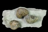 Multiple Fossil Brachiopod (Lepidocyclus) Plate - Indiana #136510-1